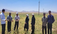 بازدید تیم یاوران تولید، از مزرعه نخود در شهرستان خدابنده